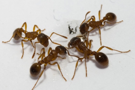 Уничтожение муравьев   в Щербинке 