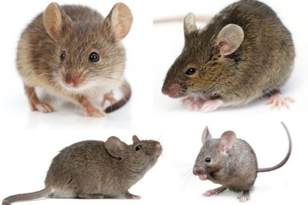 Уничтожение (дератизация) мышей   в Щербинке 